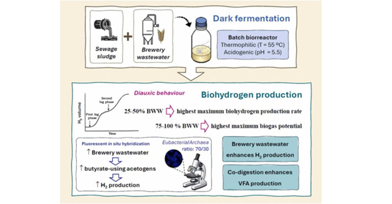 Green Hydrogen Production from Brewery Wastewater and Urban Sludge via Dark Fermentation