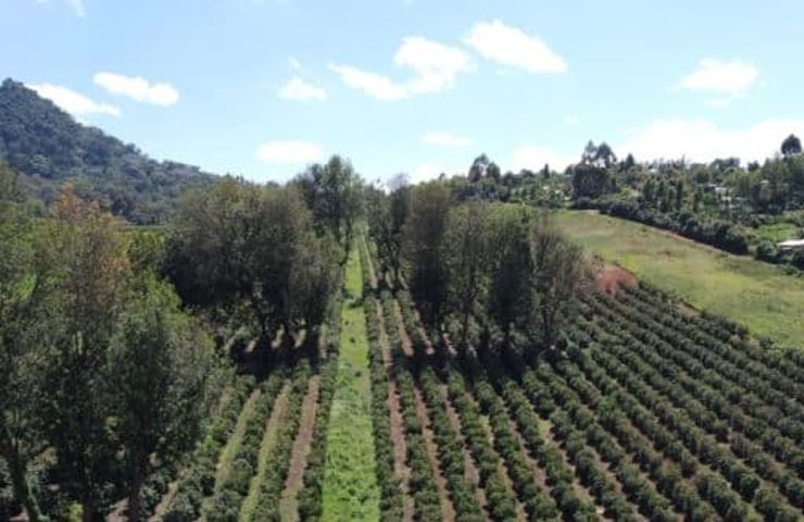 Green Hydrogen Production Facility Breaks Ground at Kenyan Coffee Farm