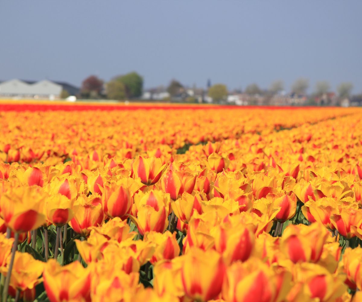 Shopping For Sustainable Flowers and Houseplants