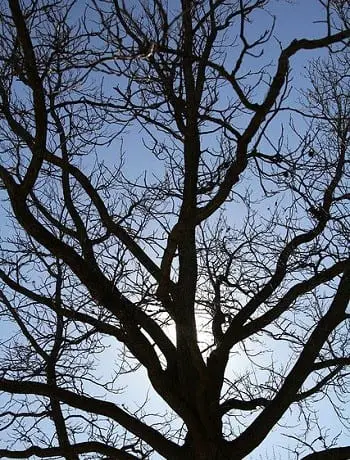 Artificial Trees - Image of tree without leaves