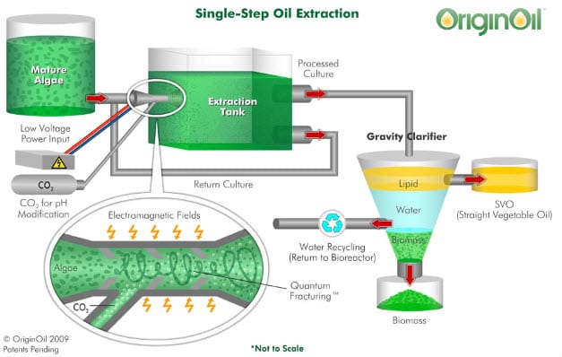 Algae farm to treat wastewater and generate heat for homes %sep%
