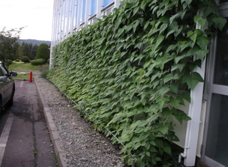 Green Curtains make passive energy efficiency popular in Japan - Hydrogen Fuel News