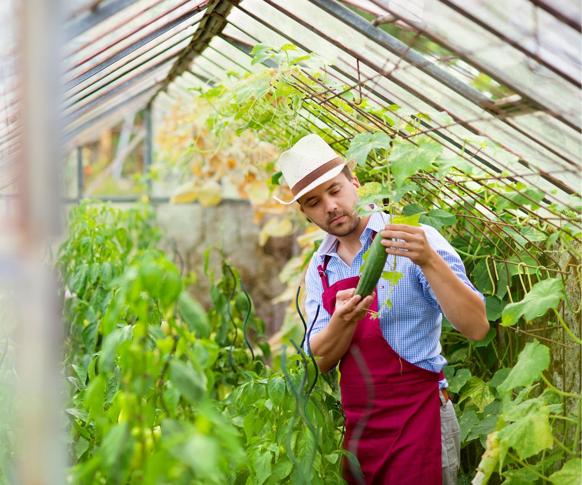 Best Janssens Large Greenhouse Kits - Hydrogen Fuel News