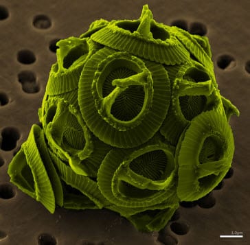 NASA develops new biofuel energy system using algae and plastic bags - Hydrogen Fuel News