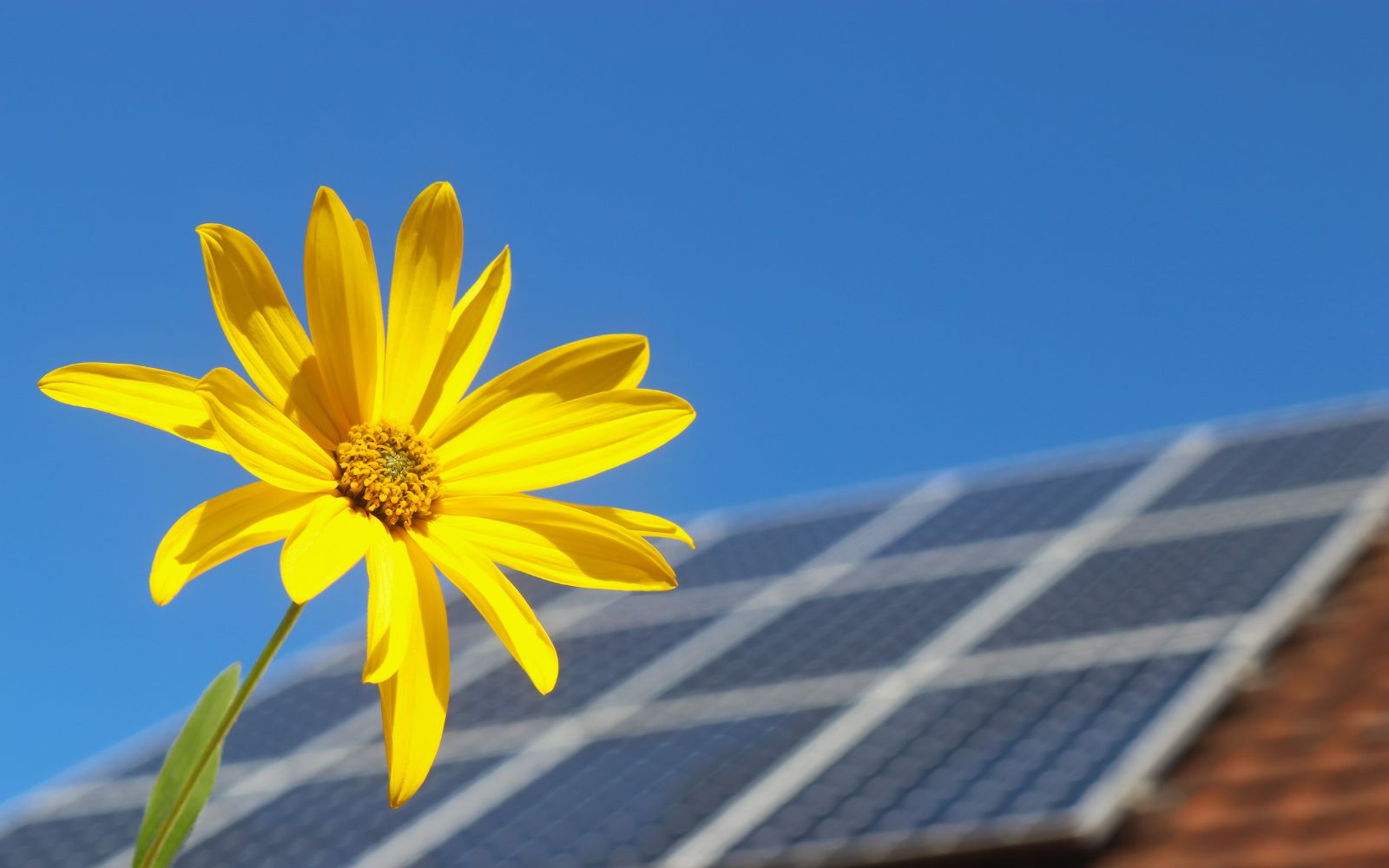 Famous movie director designs unique solar energy panels