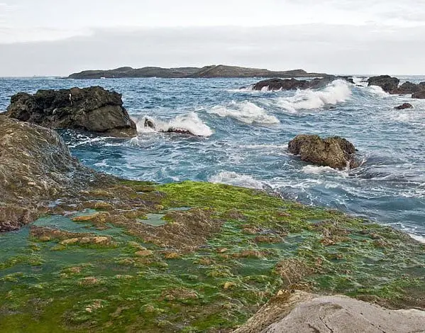 Algae-based biofuels now available in California - Hydrogen Fuel News
