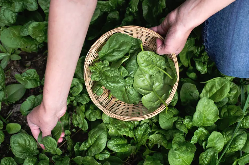 Don't laugh...Popeye was on to something! - Hydrogen Fuel News