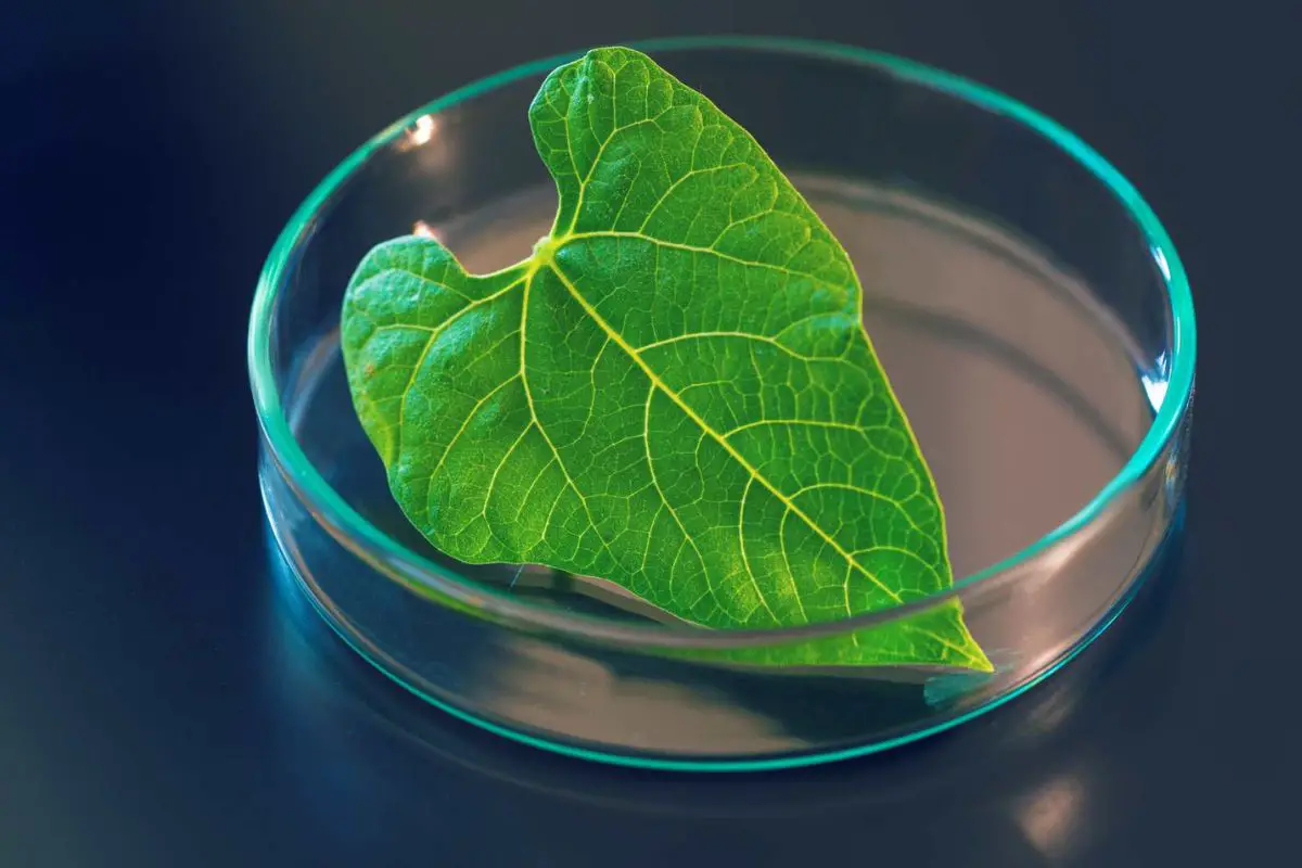 U.S. researchers create hydrogen fuel by mimicking photosynthesis - H2 News
