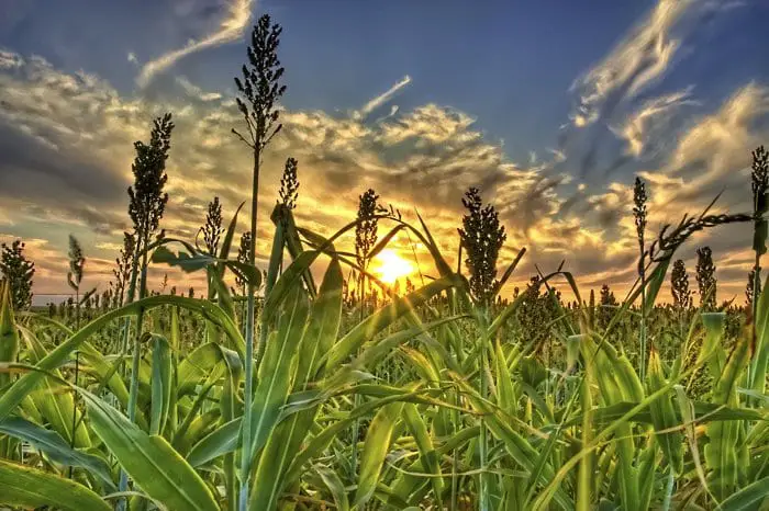 biofuels alternative energy biofuels alternative energy
