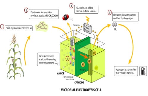Microbial fuel cells Microbial fuel cells