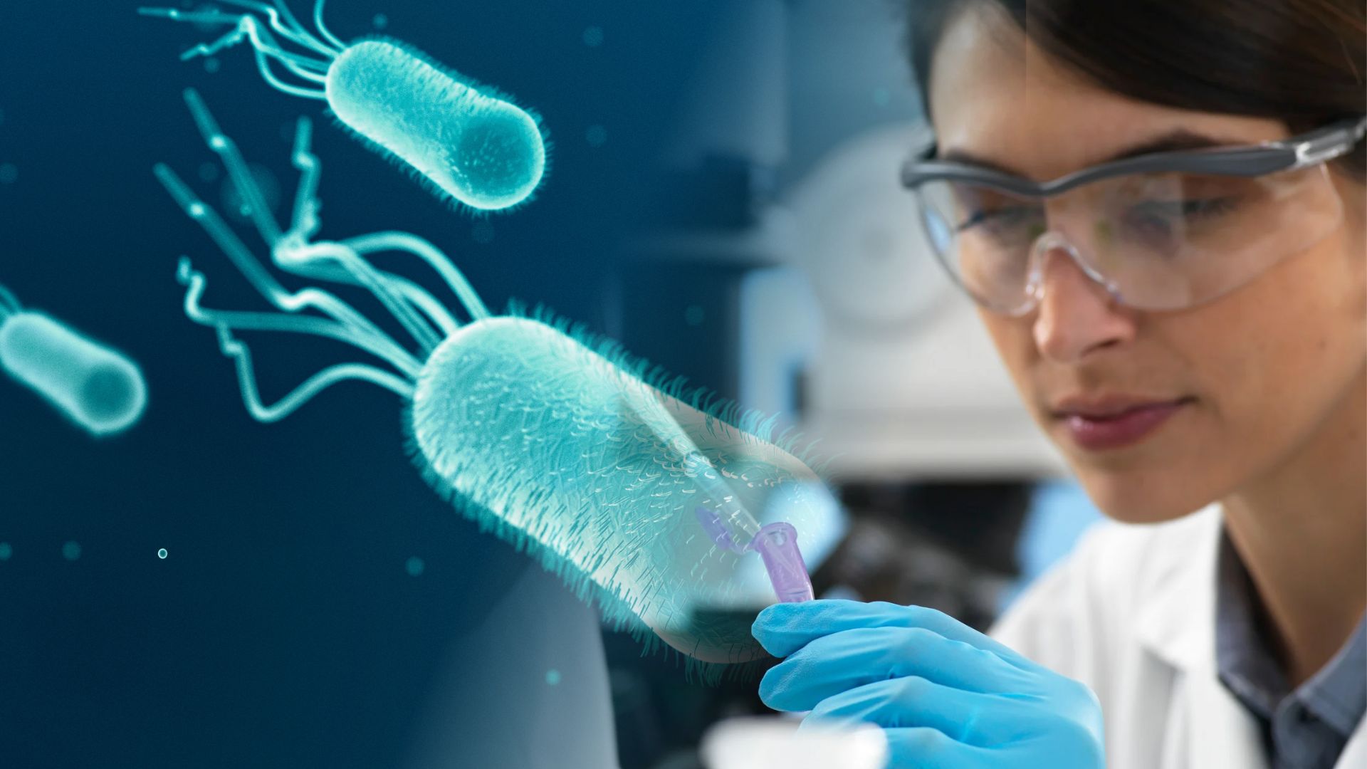Escherichia coli (E. coli) bacteria