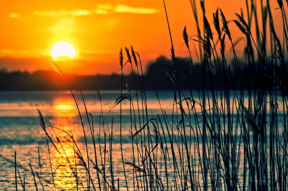 New research finds that reeds could help make cheaper high-performance fuel cells