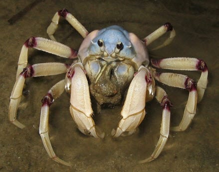 Soldier crabs could unlock the future of computers - Hydrogen Fuel News